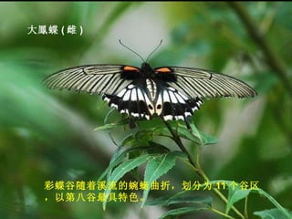 大鳳蝶 ( 雌 ) 彩蝶谷隨着溪流的蜿蜒曲折，划分为 11 个谷区，以第八谷最具特色。  