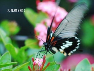大鳳蝶 ( 雌 ) 