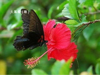大鳳蝶 ( 雄 ) 