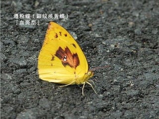 遷粉蝶 ( 銀紋淡黃蝶 )   「血斑型」 