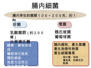 腸内細菌 腸内常在 的 菌類１００～２００兆、約１ Kg 乳酸菌群 （約２００種） 比菲德氏菌 魏氏梭菌 葡萄 球菌 　　　　　　　　 　　　　　 酵素・ 維他命 合成 輔助 消化吸 收 預防 感染 免疫力活性化 腸内環境整備 腸 內 腐敗、 產生氣體 產生致癌 性物質 產生細 菌毒素 硫化 氫 ・ 吲哚 糞臭素 ・ 阿摩尼亞 酚類 好 菌 壞菌 