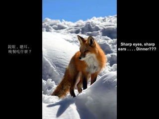 喀什噶爾的輝煌說明詞 Sharp eyes, sharp ears . . . . Dinner???   銳眼 , 聰耳。 晚餐吃什麼 ? 