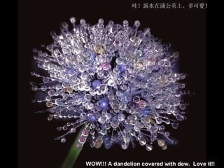 喀什噶爾的輝煌說明詞 WOW!!! A dandelion covered with dew.  Love it!!   哇！露水在蒲公英上。多可愛！ 