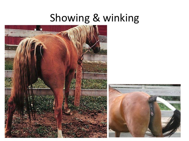 4th Year Theriogenology Practical Revision 1st Term Class 2013