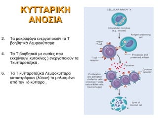 ΚΥΤΤΑΡΙΚΗ ΑΝΟΣΙΑ Τα μακροφάγα ενεργοποιούν τα Τ βοηθητικά Λεμφοκύτταρα . Τα Τ βοηθητικά με ουσίες που εκκρίνουν( κυτοκίνες ) ενεργοποιούν τα Τκυτταροτοξικά . Τα Τ κυτταροτοξικά Λεμφοκύτταρα καταστρέφουν (λύουν) το μολυσμένο από τον  ιό κύτταρο . 