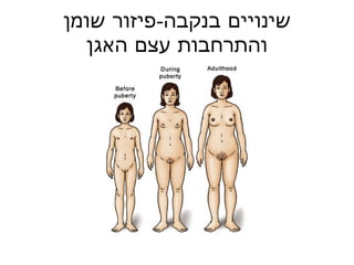 שינויים בנקבה - פיזור שומן והתרחבות עצם האגן 