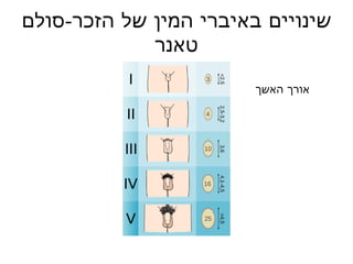 שינויים באיברי המין של הזכר - סולם טאנר אורך האשך 