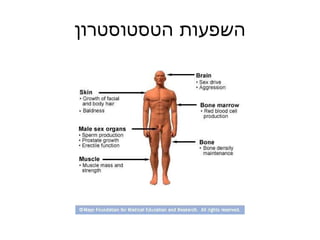 השפעות הטסטוסטרון 