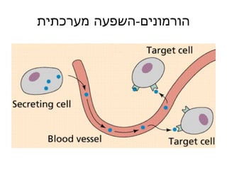 הורמונים - השפעה מערכתית 