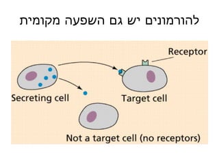להורמונים יש גם השפעה מקומית 