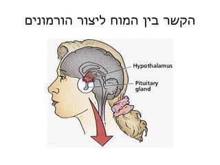 הקשר בין המוח ליצור הורמונים 