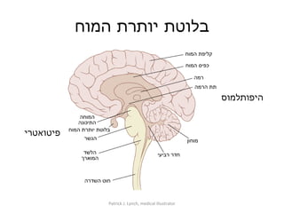 בלוטת יותרת המוח Patrick J. Lynch, medical illustrator היפותלמוס פיטואטרי  