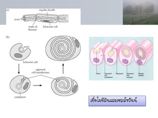 เยื่อไมอีลินและเซลล์ชวันน์
 
