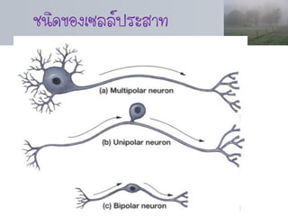 ชนิดของเซลล์ประสาท
 