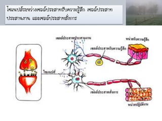 ไซแนปส์ระหว่างเซลล์ประสาทรับความรูสึก เซลล์ประสาท
                                  ้
ประสานงาน และเซลล์ประสาทสั่งการ
 
