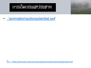 การเกิดกระแสประสาท
• ..animationactionpotential.swf




  ที่มา : http://outreach.mcb.harvard.edu/animations/actionpotential.swf
 