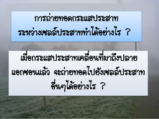 การถ่ายทอดกระแสประสาท
 ระหว่างเซลล์ประสาททาได้อย่างไร ?

  เมื่อกระแสประสาทเคลื่อนที่มาถึงปลาย
แอกซอนแล้ว จะถ่ายทอดไปยังเซลล์ประสาท
            อื่นๆได้อย่างไร ?
 