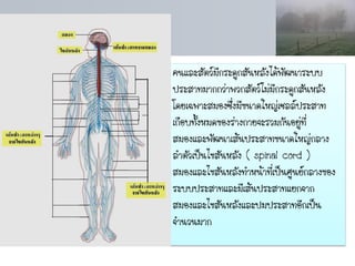 คนและสัตว์มีกระดูกสันหลังได้พัฒนาระบบ
ประสาทมากกว่าพวกสัตว์ไม่มีกระดูกสันหลัง
โดยเฉพาะสมองซึ่งมีขนาดใหญ่เซลล์ประสาท
เกือบทั้งหมดของร่างกายจะรวมกันอยู่ที่
สมองและพัฒนาเส้นประสาทขนาดใหญ่กลาง
ลาตัวเป็นไขสันหลัง ( spinal cord )
สมองและไขสันหลังทาหน้าที่เป็นศูนย์กลางของ
ระบบประสาทและมีเส้นประสาทแยกจาก
สมองและไขสันหลังและปมประสาทอีกเป็น
จานวนมาก
 