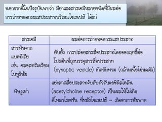 นอกจากนี้ในปัจจุบันพบว่า มียาและสารเคมีหลายชนิดที่มีผลต่อ
การถ่ายทอดกระแสประสาทบริเวณไซแนปส์ ได้แก่


        สารเคมี                 ผลต่อการถ่ายทอดกระแสประสาท
  สารพิษจาก
                      ยับยั้ง การปล่อยสารสื่อประสาทโดยออกฤทธิ์ต่อ
  แบคทีเรีย
                      โปรตีนที่ถุงบรรจุสารสื่อประสาท
  เช่น คลอสตริเดรียม
                      (synaptic vesicle) เกิดอัมพาต (กล้ามเนื้อไม่หดตัว)
  โบทูรินมั
                     แย่งสารสื่อประสาทจับกับตัวรับแอซิติลโคลีน
    พิษงูเห่า        (acetylcholine receptor) เป็นผลให้ไม่เกิด
                     ดีโพลาไรเซชัน ทีหลังไซแนปส์ = เกิดอาการอัมพาต
                                     ่
 