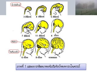 เดือน




ภาพที่ 1 แสดงการพัฒนาของนิวรัลทิวบ์ของทารกในครรภ์
 