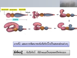 ภาพที2 แสดงการพัฒนาของนิวรัลทิวบ์ไปเป็นสมองส่วนต่างๆ
     ่

สิงที่ควรรู้ : นิวรัลทิวบ์ มีลักษณะเป็นหลอดหรือท่อกลวง
  ่
 