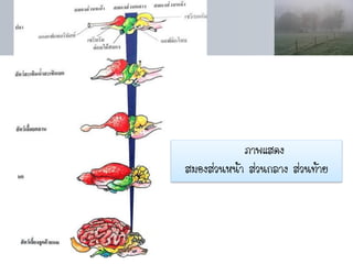 ภาพแสดง
สมองส่วนหน้า ส่วนกลาง ส่วนท้าย
 