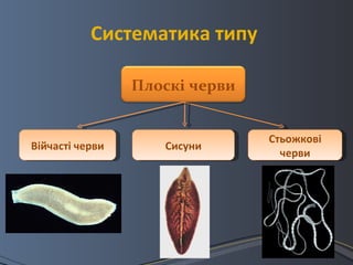 тип плоскі черви | PPT
