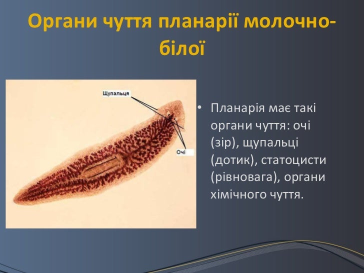 тип плоскі черви