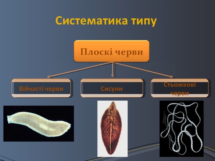 тип плоскі черви