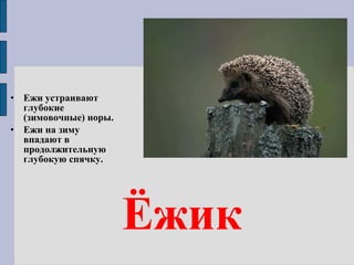 Ёжик Ежи устраивают глубокие (зимовочные) норы.  Ежи на зиму впадают в продолжительную глубокую спячку.  