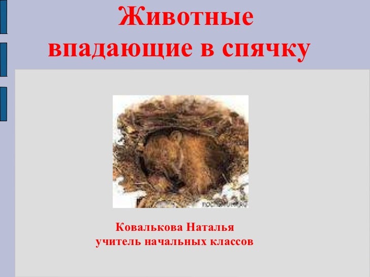 Животные В Спячке Фото