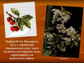 Неподалік від Південного Бугу в деревостані Дорожинського лісу часто зустрічається черешня, виду, характерного для подільських дібров. Черешня 