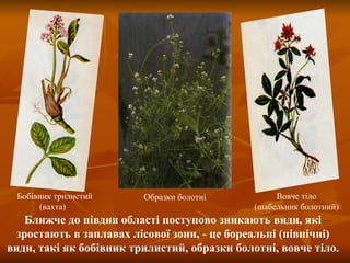 Бобівник трилистий (вахта) Вовче тіло (шабельник болотний) Образки болотні Ближче до півдня області поступово зникають види, які зростають в заплавах лісової зони, - це бореальні (північні) види, такі як бобівник трилистий, образки болотні, вовче тіло. 