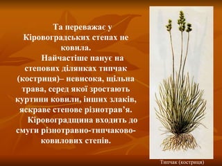 Та переважає у Кіровоградських степах не ковила. Найчастіше панує на степових ділянках типчак (костриця)– невисока, щільна трава, серед якої зростають куртини ковили, інших злаків, яскраве степове різнотрав ’ я. Кіровоградщина входить до смуги різнотравно-типчаково-ковилових степів. Типчак (костриця) 