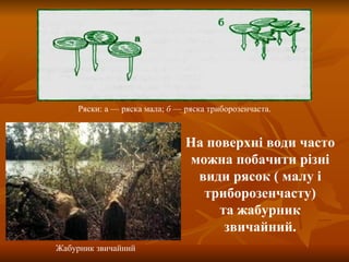 Ряски : а   —  ряска мала;  б  —  ряска триборозенчаста. Жабурник звичайний На поверхні води часто можна побачити різні види рясок ( малу і триборозенчасту) та жабурник звичайний. 