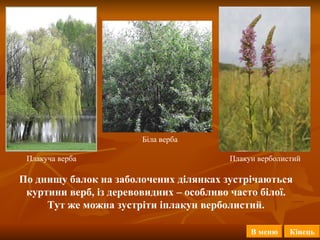 Плакун верболистий Біла верба По днищу балок на заболочених ділянках зустрічаються куртини верб, із деревовидних – особливо часто білої. Тут же можна зустріти іплакун верболистий. Плакуча верба В меню Кінець 