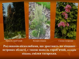 Келерія піщана Щавель гороб ’ ячий Смілка татарська Рослинами-пісколюбами, що зростають на піщаних островах області, є також щавель гороб ’ ячий,  келерія піщана,  смілка татарська. 