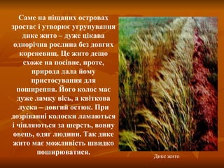 Саме на піщаних островах зростає і утворює угрупування дике жито – дуже цікава однорічна рослина без довгих кореневищ. Це жито дещо схоже на посівне, проте, природа дала йому пристосування для поширення. Його колос має дуже ламку вісь, а квіткова луска – довгий остюк. При дозріванні колоски ламаються і чіпляються за шерсть, вовну овець, одяг людини. Так дике жито має можливість швидко поширюватися. Дике жито 