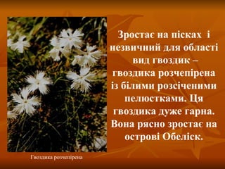 Гвоздика розчепірена Зроста є  на п і сках  і незвичний для області  вид гвоздик –   гвоздика розчепірена із білими розсіченими пелюстками. Ця гвоздика дуже гарна. Вона рясно зростає на острові Обеліск. 