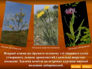 Льонок дроколистий Козельці шорстко-носикові Волошка дніпровська Яскраві плями на сірувато-зеленому тлі піщаного степу утворюють льонок дроколистий і козельці шорстко-носикові. Здалека помітні на островах куртини високої волошки дніпровської. В меню Кінець 