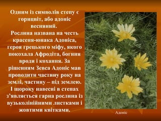 Одним із символів степу є горицвіт, або адоніс весняний.  Рослина названа на честь красеня-юнака Адоніса, героя грецького міфу, якого покохала Афродіта, богиня вроди і кохання. За рішенням Зевса Адоніс мав проводити частину року на землі, частину – під землею. І щороку навесні в степах з ’ являється гарна рослина із вузьколінійними листками і жовтими квітками. Адоніс 
