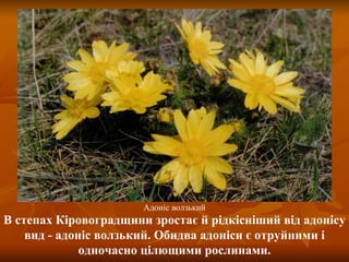 В степах Кіровоградщини зростає й рідкісніший від адонісу вид - адоніс волзький. Обидва адоніси є отруйними і одночасно цілющими рослинами. Адоніс волзький 