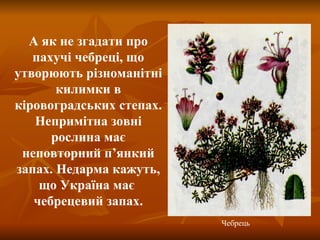 А як не згадати про пахучі чебреці, що утворюють різноманітні килимки в кіровоградських степах. Непримітна зовні рослина має неповторний п ’ янкий запах. Недарма кажуть, що Україна має  чебрецевий запах. Чебрець 