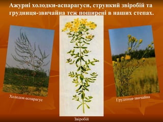 Грудниця-звичайна Холодок-аспарагус Звіробій Ажурні холодки-аспарагуси, стрункий звіробій та  грудниця-звичайна теж поширені в наших степах. 