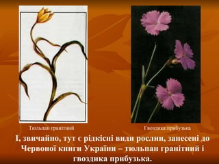 Гвоздика прибузька Тюльпан гранітний І, звичайно, тут є рідкісні види рослин, занесені до Червоної книги України – тюльпан гранітний і гвоздика прибузька. 