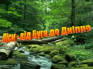 Ліси - від Буга до Дніпра 