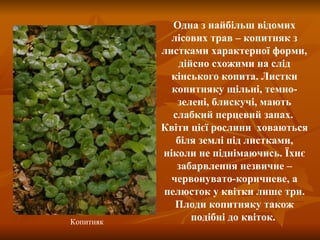 Одна з найбільш відомих лісових трав – копитняк з листками характерної форми, дійсно схожими на слід кінського копита. Листки копитняку щільні, темно-зелені, блискучі, мають слабкий перцевий запах.  Квіти цієї рослини  ховаються біля землі під листками, ніколи не піднімаючись. Їхнє забарвлення незвичне – червонувато-коричневе, а пелюсток у квітки лише три. Плоди копитняку також подібні до квіток.  Копитняк 