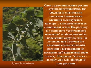 Одна з дуже вишуканих рослин – купина багатоквіткова. Це рослина із еліптичними листками і звисаючими квітками зеленкуватого кольору, з яких розвиваються синьо-чорні ягоди. Цю рослину ще називають “соломоновою печаткою” за чітко помітні на її кореневищі округлі сліди. За легендою цар Соломон був вражений елегантністю цієї рослини і, відзначивши це, поставив на її кореневищі свою печатку. Насправді “печатка – це округлий слід відмерлого гону рослини. Купина багатоквіткова 
