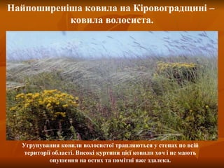 Найпоширеніша ковила на Кіровоградщині –  ковила волосиста. Угрупування ковили волосистої трапляються у степах по всій території області. Високі куртини цієї ковили хоч і не мають опушення на остях та помітні вже здалека. 