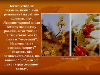 Кизил утворює підлісок, який більш розвинений на світлих ділянках лісу. Яскраво-червоні плоди кизилу дали назву рослині, адже “кизил” в тюркських мовах означає “червоний”. Наукова назва рослини “корнус” походить від латинського слова, що означає “ріг”, – через дуже тверду деревину кизилу. Кизил (корнус) 